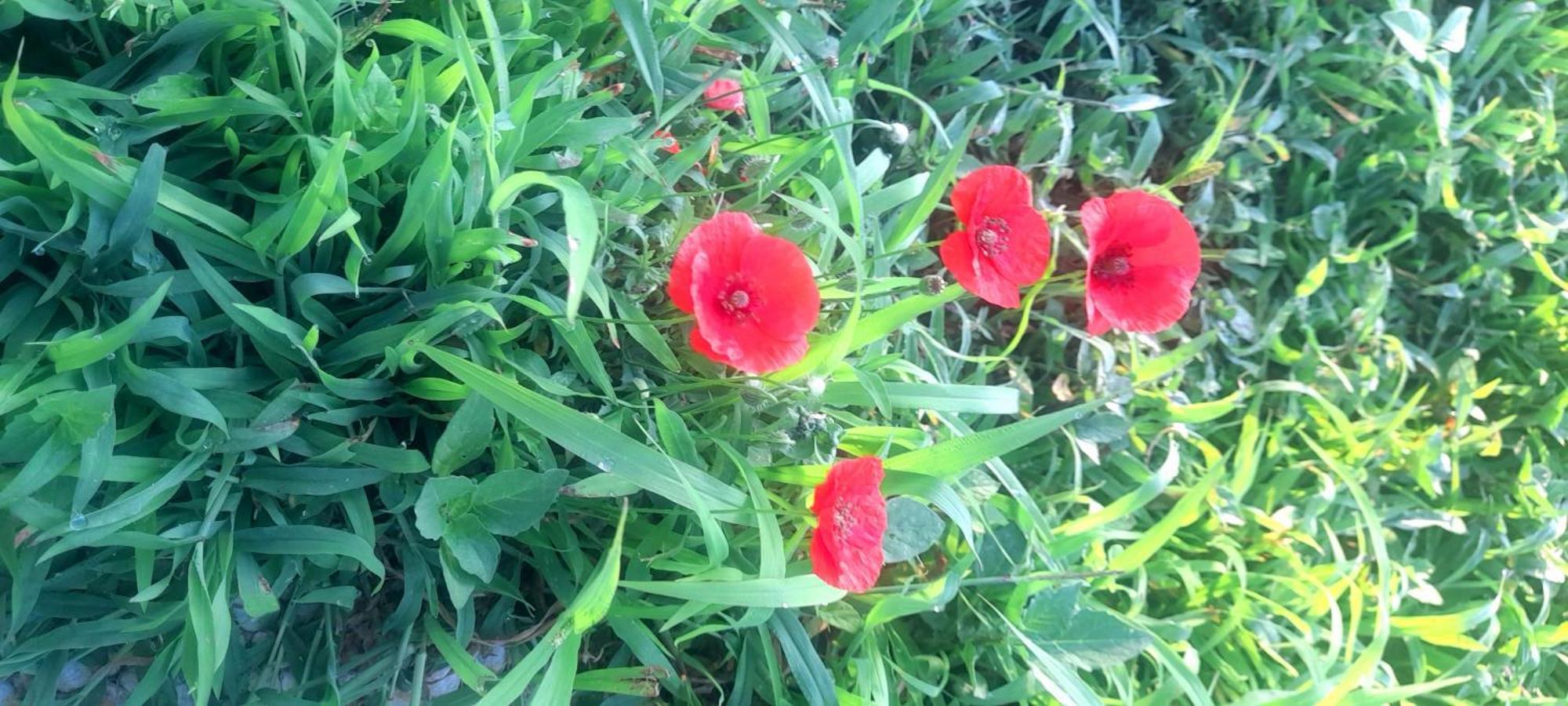 קונקה דיי מריני Villa Lucia מראה חיצוני תמונה
